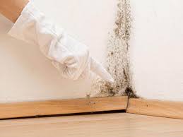 Professional Mold Removal in Stevenson, WA